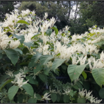 Close up of flowers
